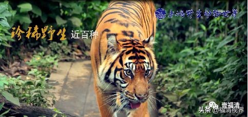 何必去远方家门口就有美丽的风景,福清文化旅游