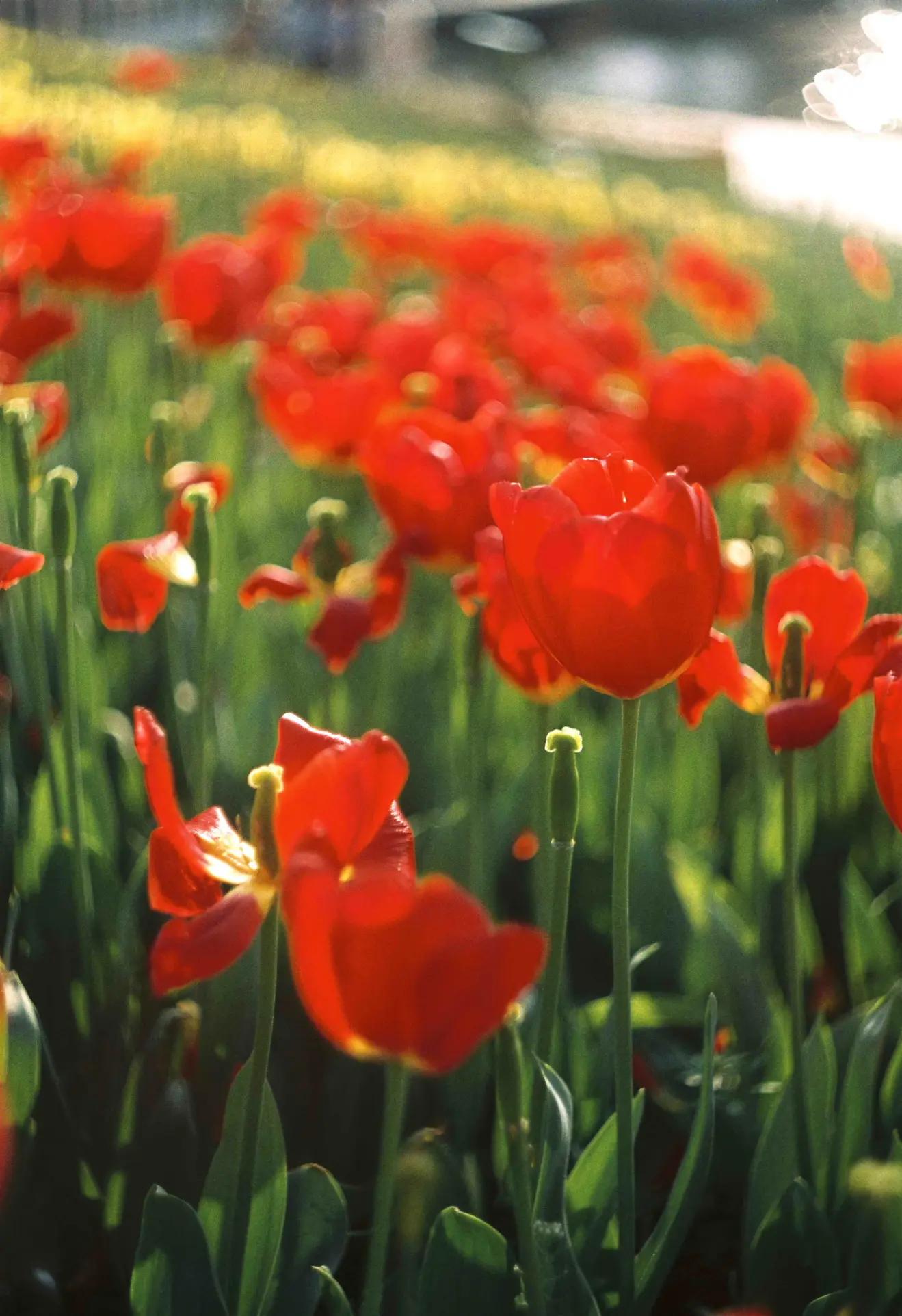 是谁发明了彩色相机,康泰时相机发展史