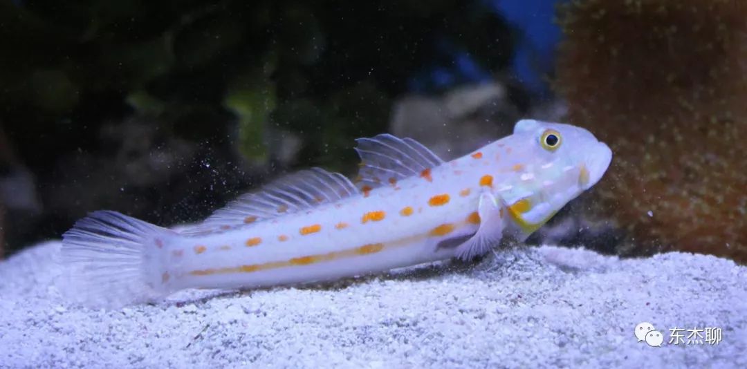 鱼缸里可以养的海水鱼有哪些,哪些海水鱼可以繁殖