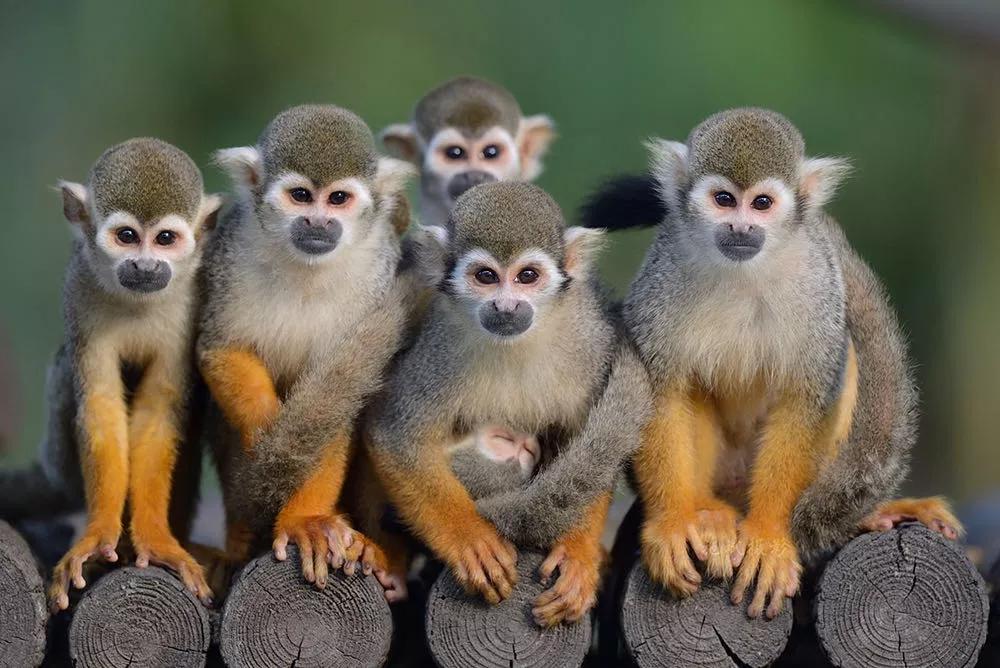 潍坊金宝乐园2022春节营业吗,潍坊金宝乐园65岁免门票吗