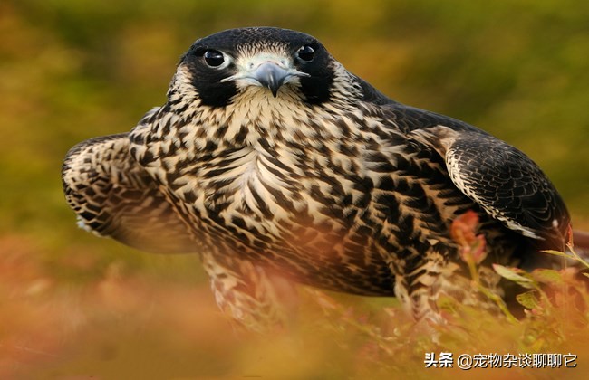 最完美的顶级捕食者,地球上最顶级的捕食者