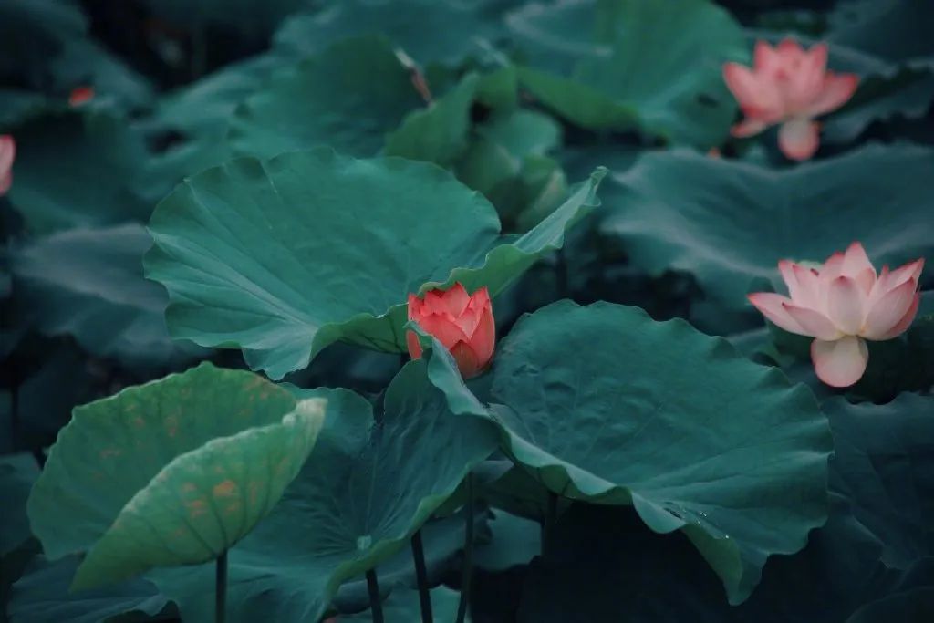 繁华过后一盏清茗也能品出百味,繁华之后静立于世