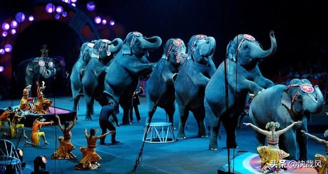 一张毛骨悚然的百年前照片：这头被吊死的大象做了什么坏事？