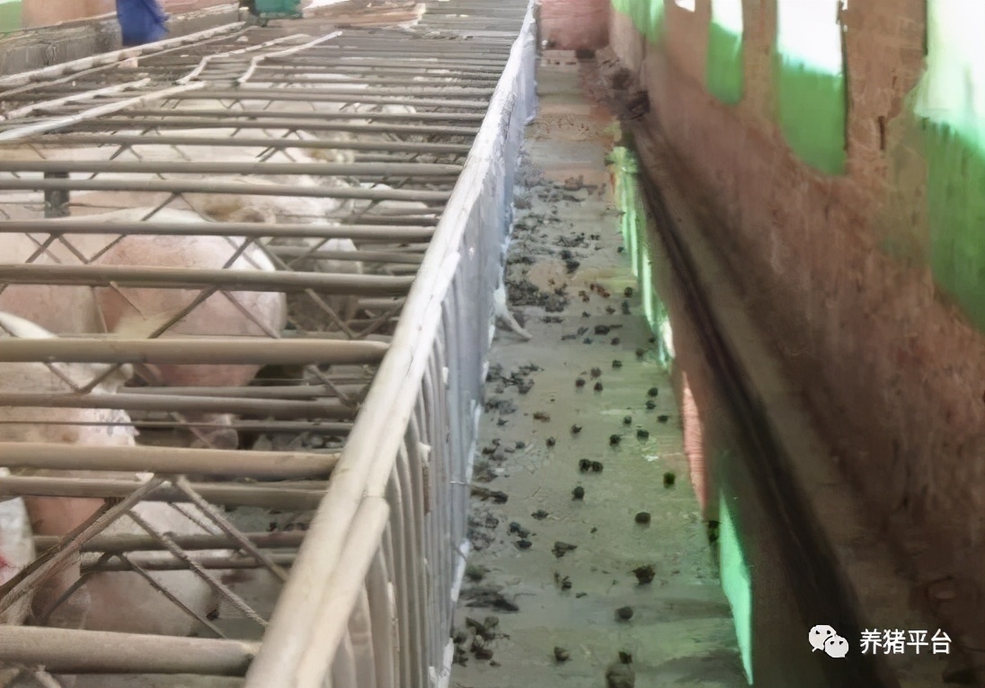 母猪毒素蓄积引起亚健康，导致一系列繁殖障碍，怎么解决？