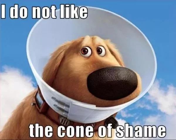 养狗后幸福感为什么爆棚,狗子绝育全过程