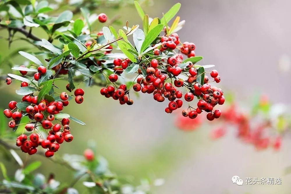 最优质的北美冬青,北美冬青性价比高的