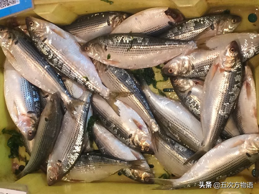 沙丁鱼的故事是真是假,沙丁鱼未解之谜是什么