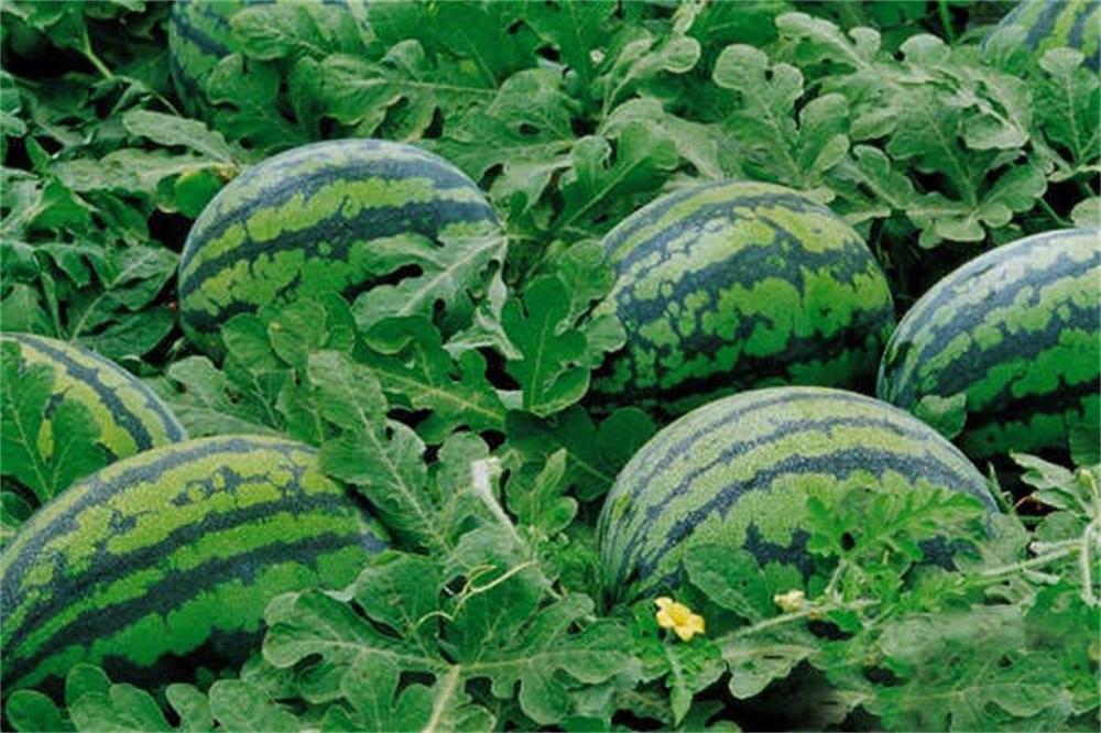 唐三镜荔枝酒制作方法,使用小型酿酒设备怎么酿制杂粮酒