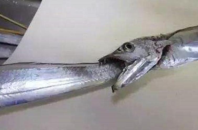 正儿八经的深海鱼,却被人们吃出了“白菜价”,带鱼:好委屈