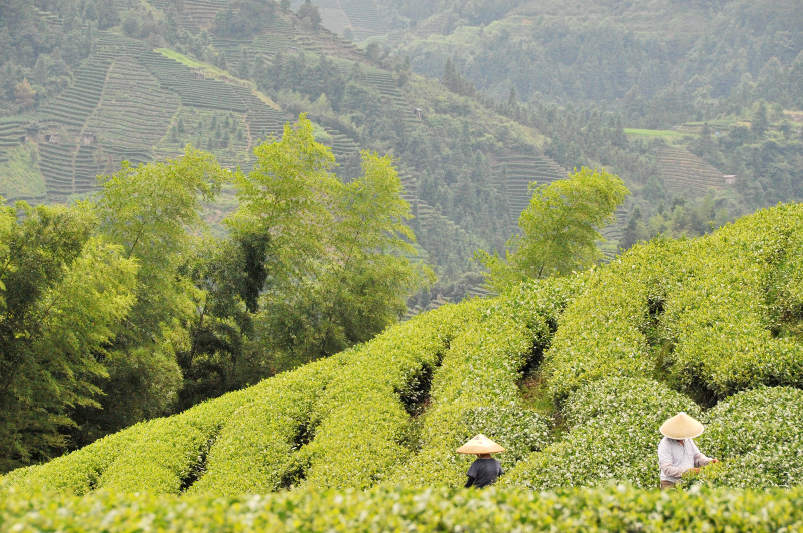 自炒茶叶纯天然,云南茶传统柴火手工炒茶