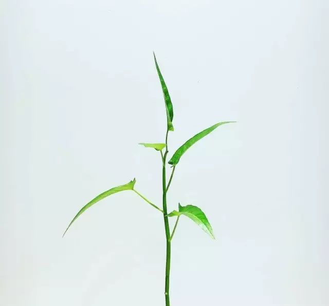 水培蔬菜家庭阳台种菜超简单,不用土在家种菜简单方法