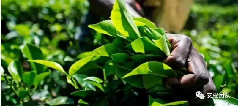 澳大利亚有什么茶,澳大利亚的冰岛茶