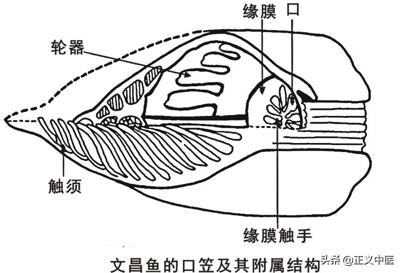 脾胃跟肠道的关系讲解图,脾胃经相表里是什么意思