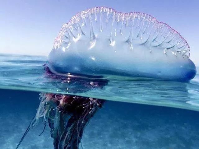 鲁滨逊漂流记荒岛生存指南,鲁滨逊漂流记惊险刺激及求生方法