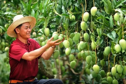 百色金黄芒果,芒果飘香百色