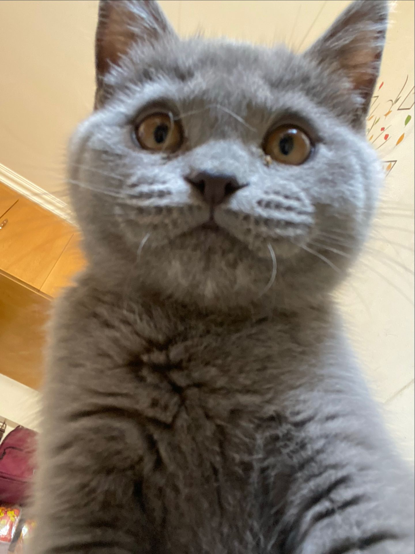 猫传腹治疗好了可以活多久,猫传腹治好后还能活多久