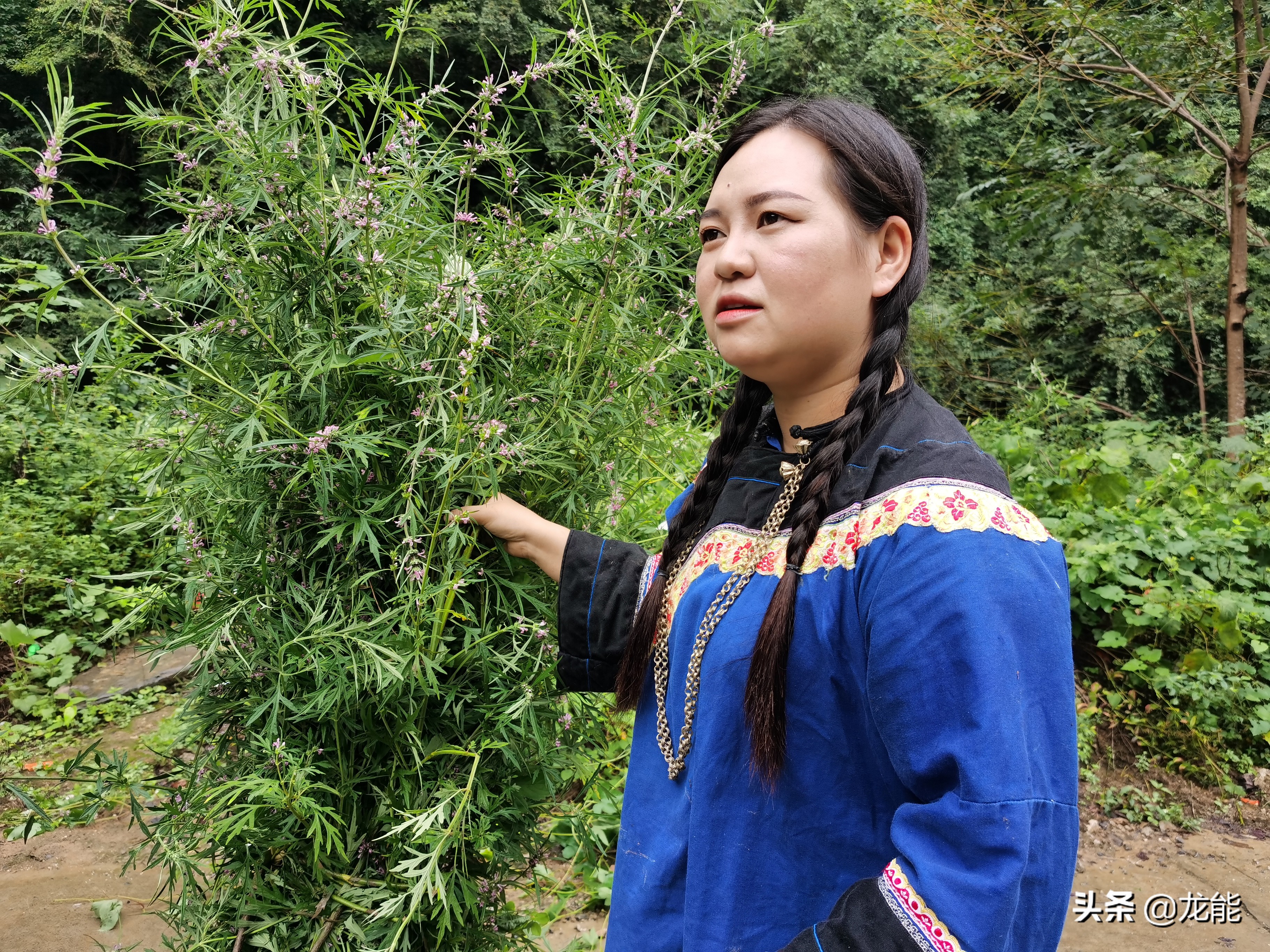 农村常见的草有什么功效,农村的哪些草有治病的功效