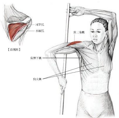 网友打羽球得网球肘用很多方法不见好，送他这套运动康复方案