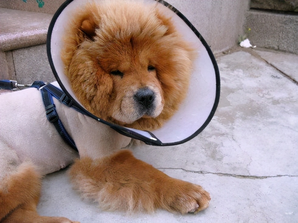 这六种狗狗一定不会让你失望,这六种狗狗有你不知道的特殊能力