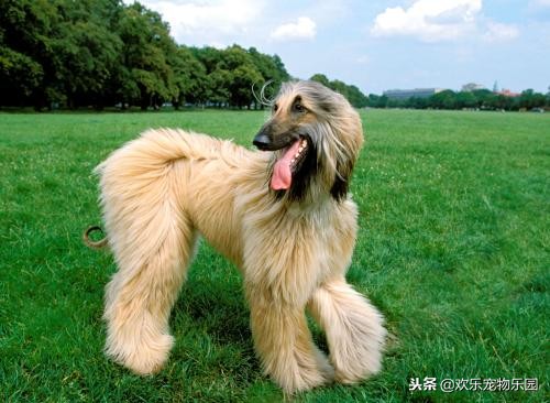 狗狗喜欢舔主人脚丫子意味着什么?原因有四个,看完长知识了