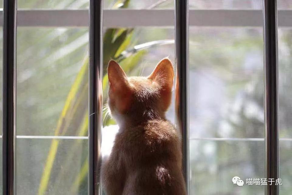 治疗猫咪抑郁症的四个方法图,猫抑郁的最佳治疗方法