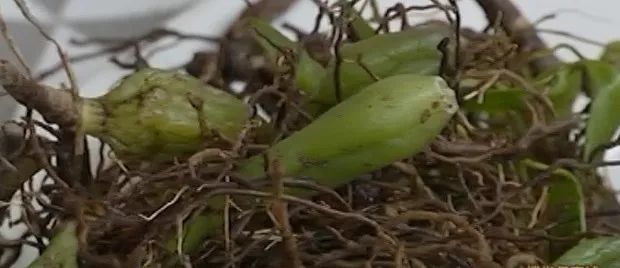 肝不好喝什么汤护肝养肝,春天养肝护肝多喝这10款汤