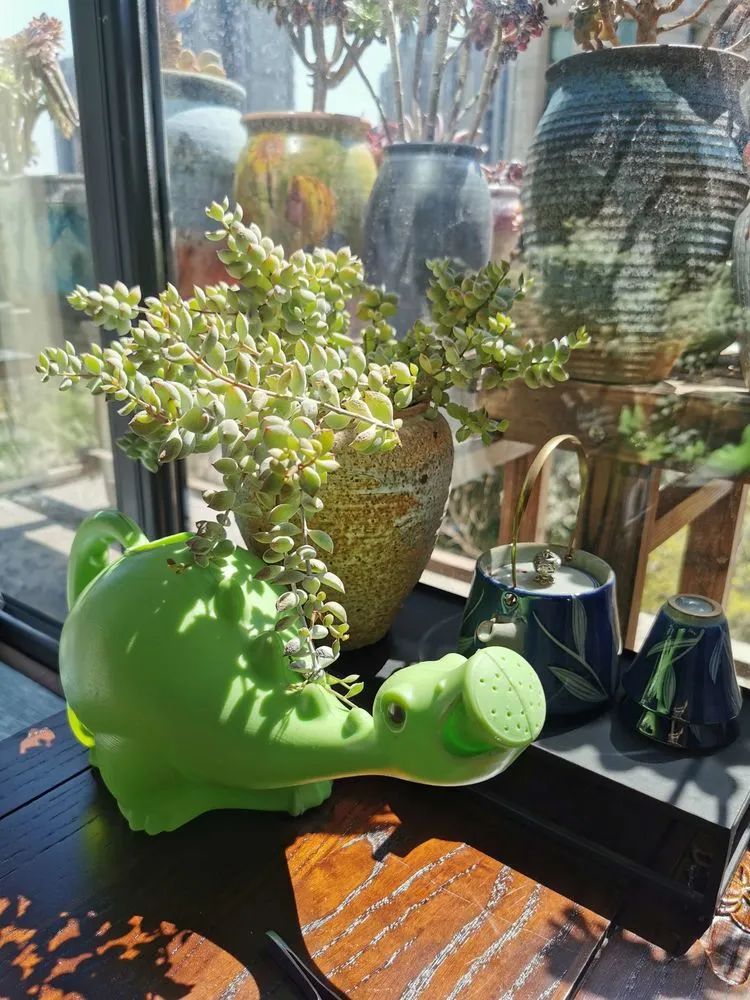 养多肉的人生感悟,人生如同养花