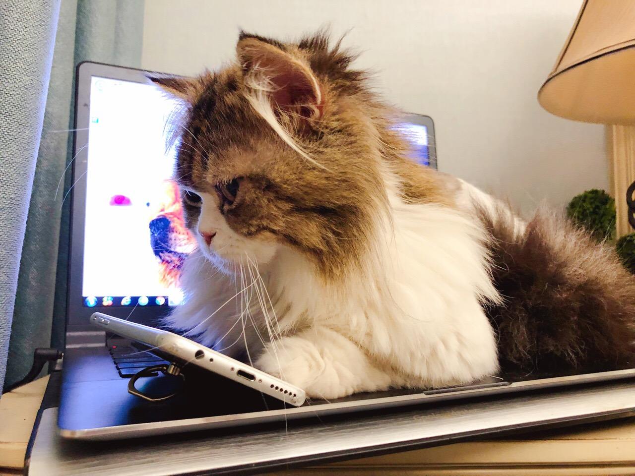 有些猫真的不把自己当猫,和人类呆久了的猫