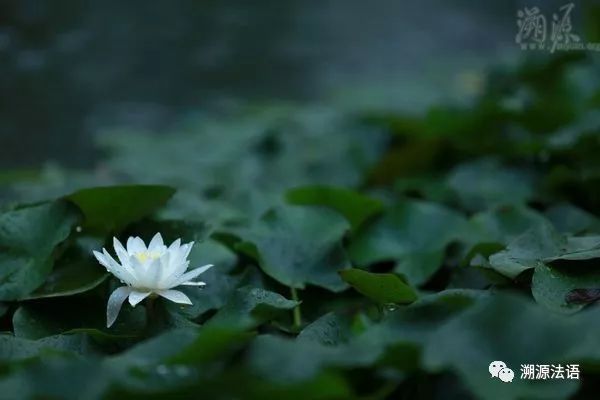 莲花为什么代表因果,莲花为什么代表上岸