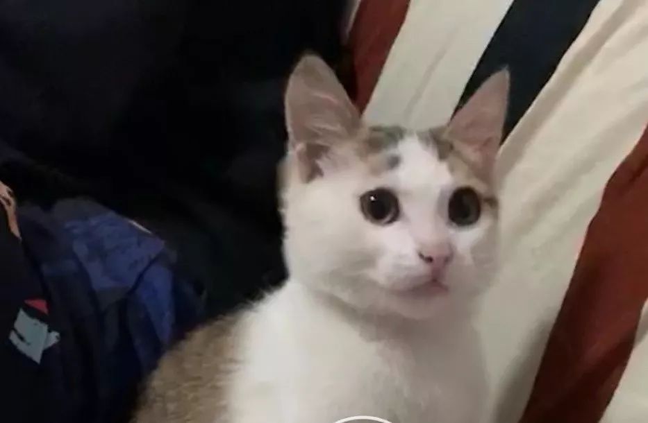 如何给猫咪做驱虫,如何给猫咪做正确的驱虫