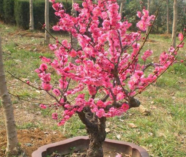 梅花树苗地面种植方法,怎么才能种梅花树