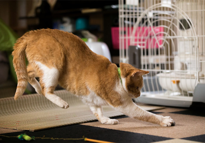 猫咪有没有被完全驯化,猫咪为什么能被驯化