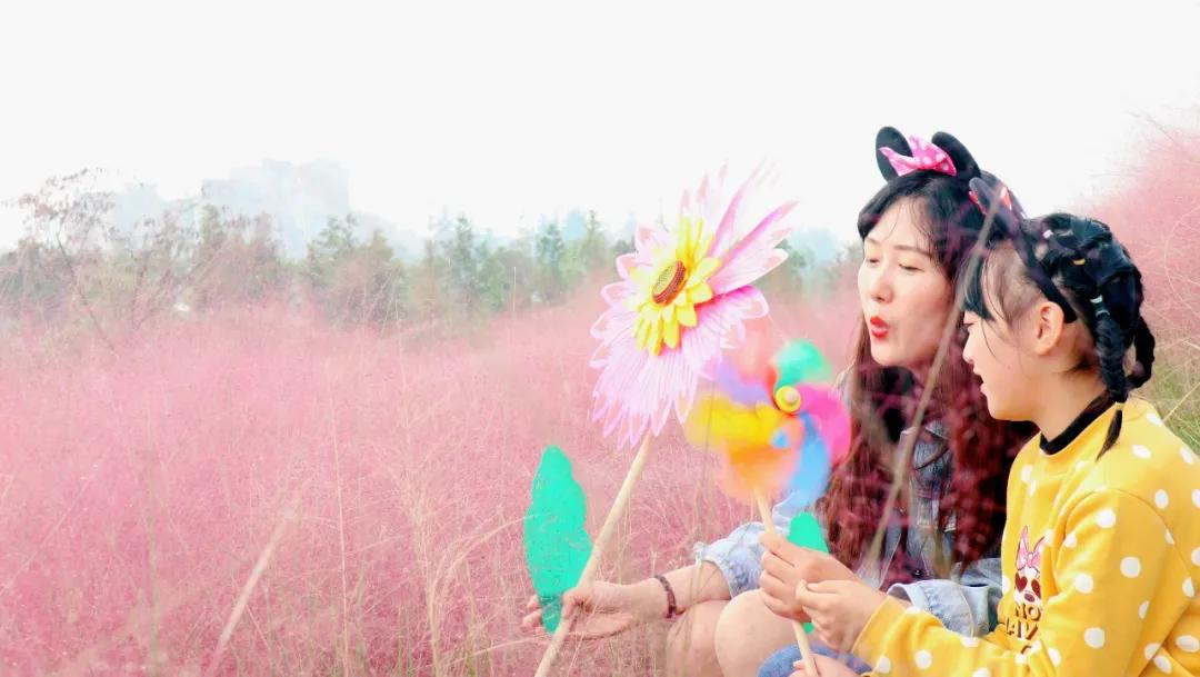 浦口好看的花海,浦口最好的花海