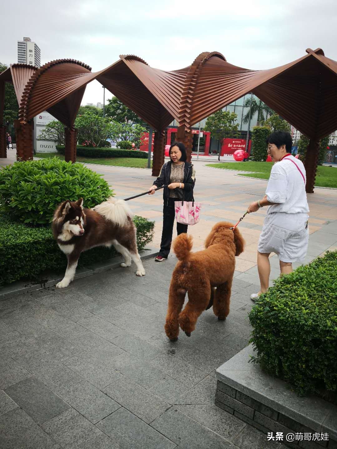 阿拉斯加和巨型泰迪哪个更大,标准巨型泰迪