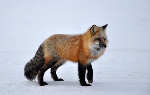 十种最不要吃的野生动物,野生动物携带的病菌很多吗