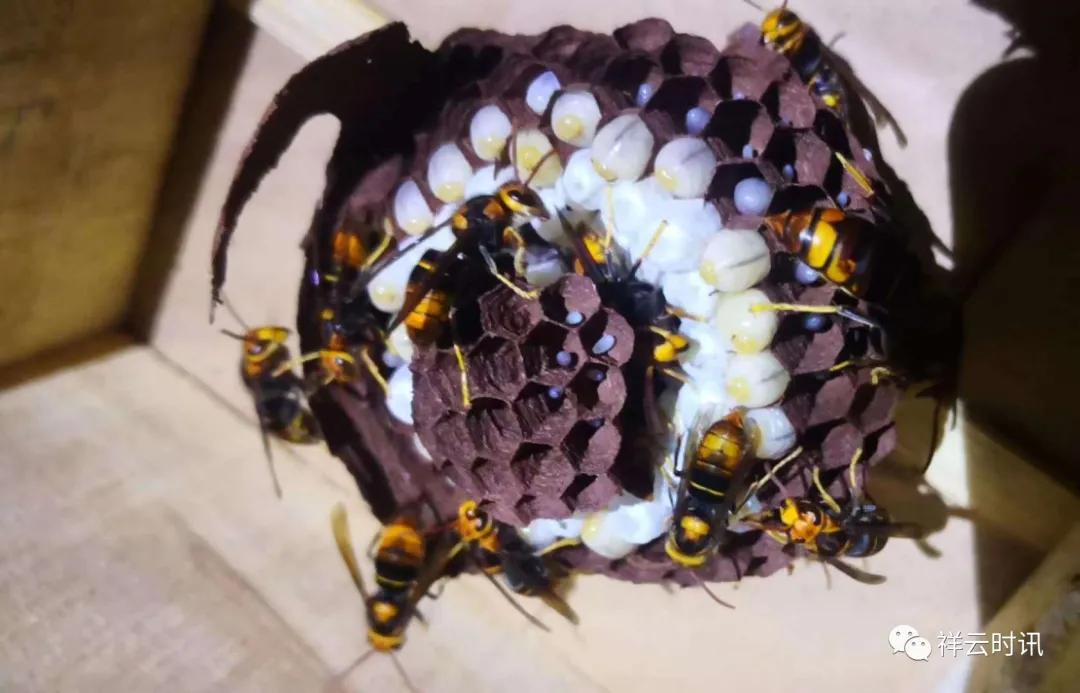 筑巢引凤吸引农民工返乡就业创业,大理州春节务工返乡