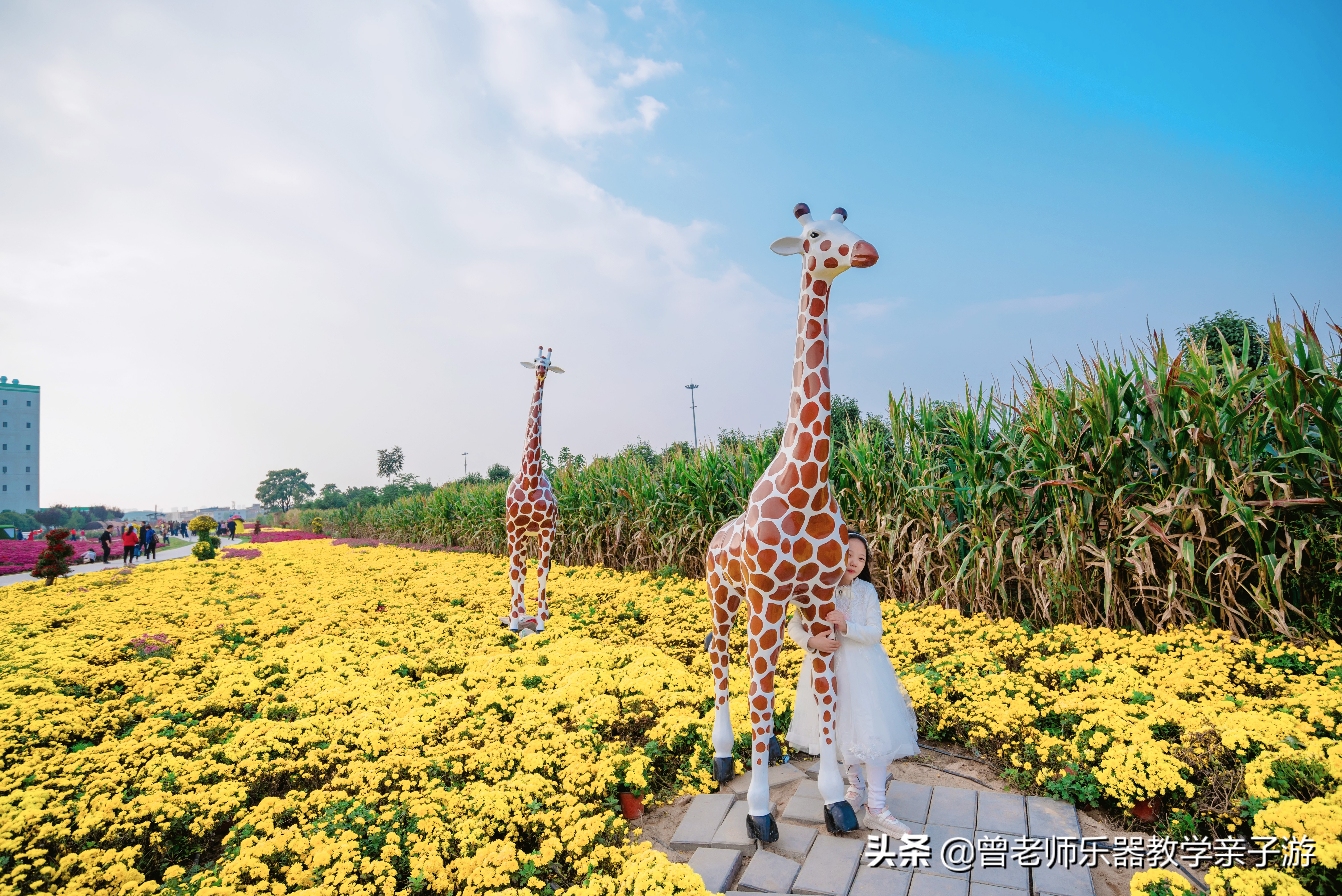 爱菊研学游,爱菊丝路文化菊花园西安