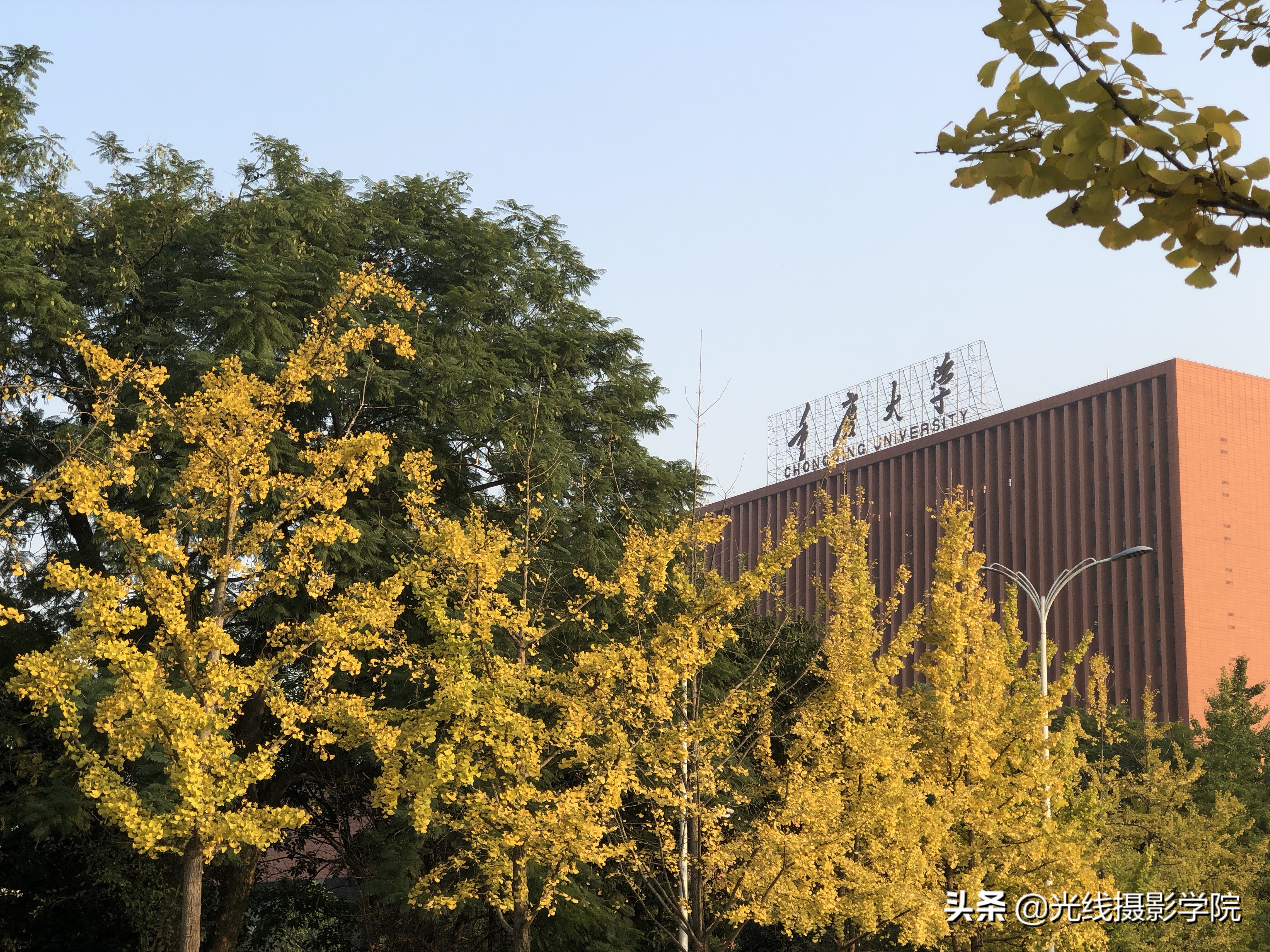 重庆赏银杏,重庆初冬呈现金色银杏