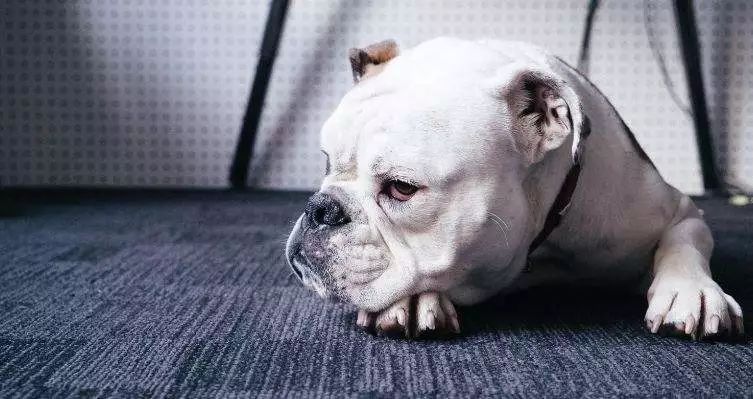 怎么通过狗狗便便颜色判断,狗狗吐绿色的呕吐物要不要看