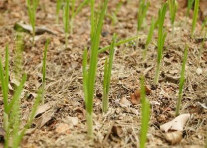 大蒜灰霉病的症状,大蒜灰霉病预防和治疗药剂