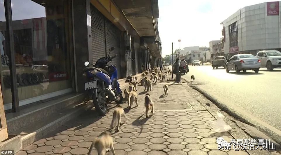 泰国疫情猴子,泰国猴子抗击疫情视频