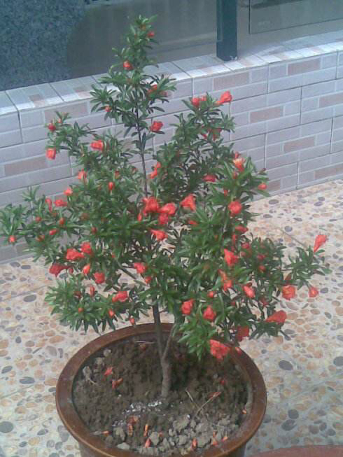 石榴盆栽的养殖方法和注意事项,室内适合养什么品种的石榴盆栽