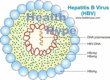 养肝护肝保健药是不是假的,保肝药不保肝反而伤肝是真的吗