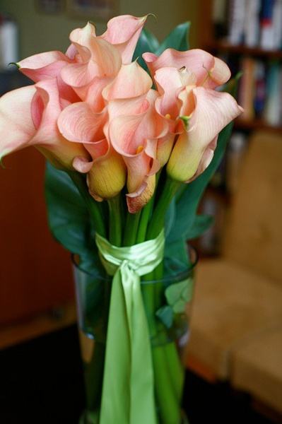 马蹄莲怎样养才开花多,马蹄莲要怎么养才会开花