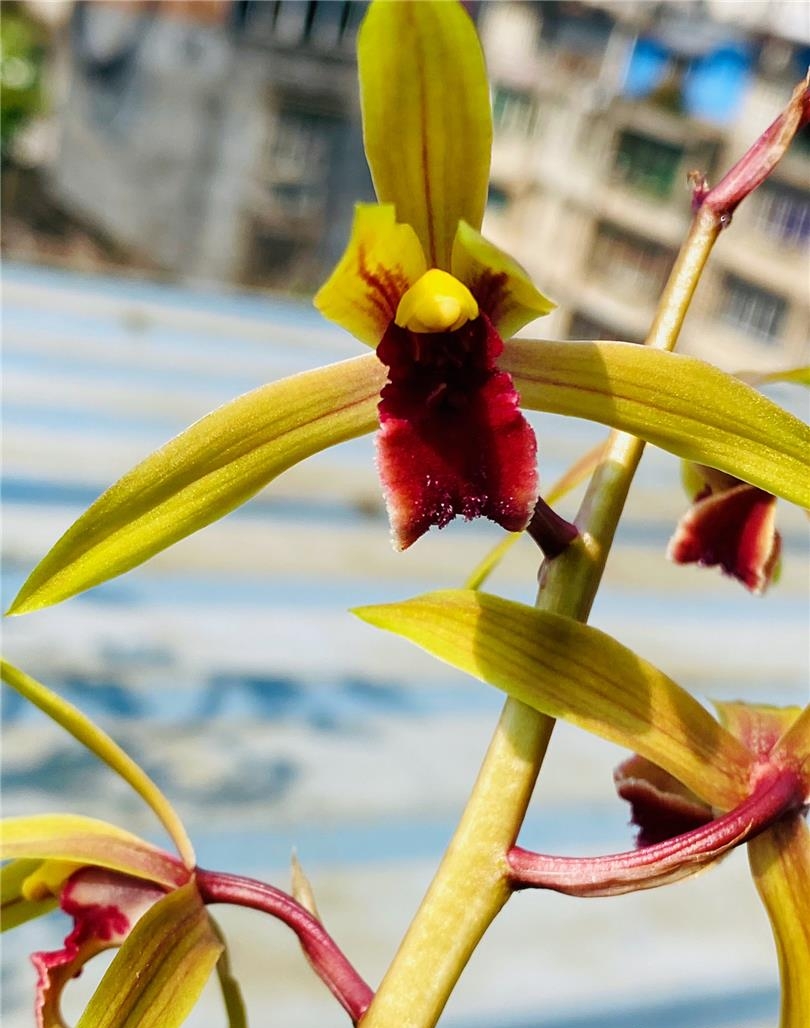 兰花如何实现产业化,近几年兰花产业的发展