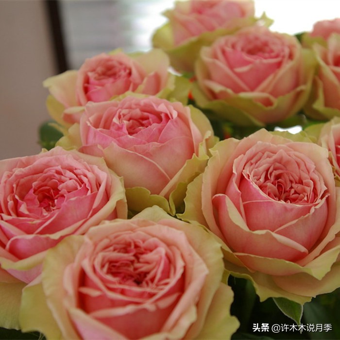 切花大全100种,鲜花大全50种花的花语