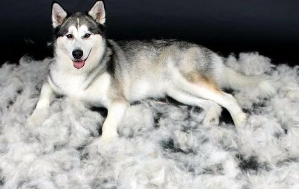 家里地上老是有毛毛怎么处理,家里毛毛灰尘多是哪里来的