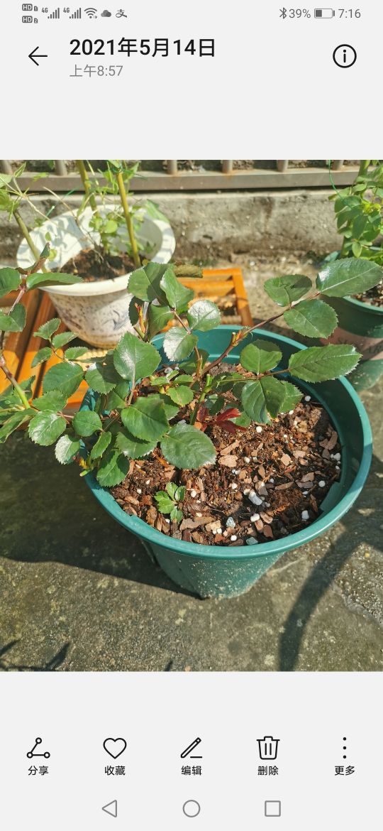 优秀月季品种推荐,正宗佛罗伦蒂娜月季