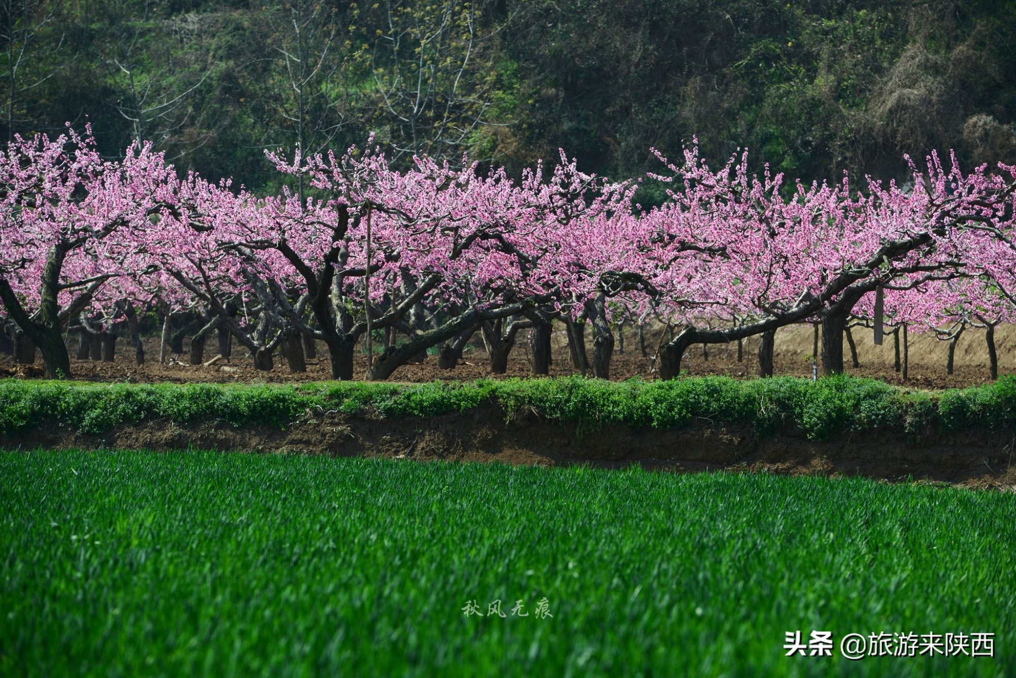 长安区王莽千亩桃园,西安王莽万亩桃花源