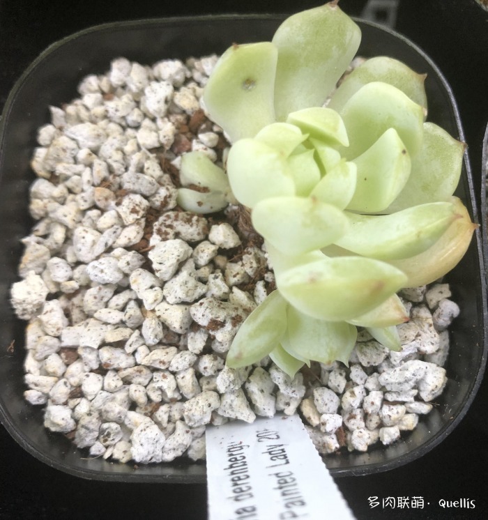 入了多肉坑又入了养鱼坑,多肉补光灯出坑